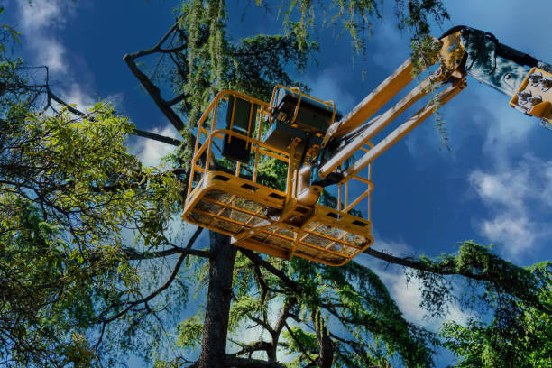 Emergency Storm Tree Removal in Buena Vista, VA